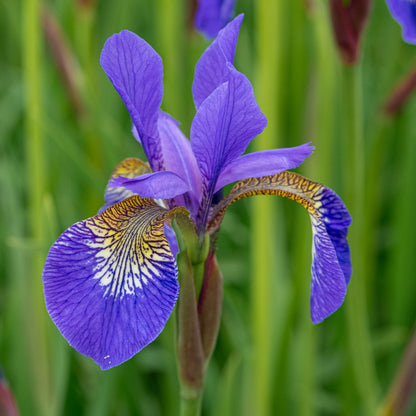 Iris 'Tropic Night' - Hardy's Cottage Garden Plants