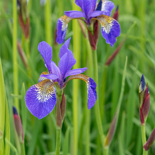 Iris 'Tropic Night' - Hardy's Cottage Garden Plants