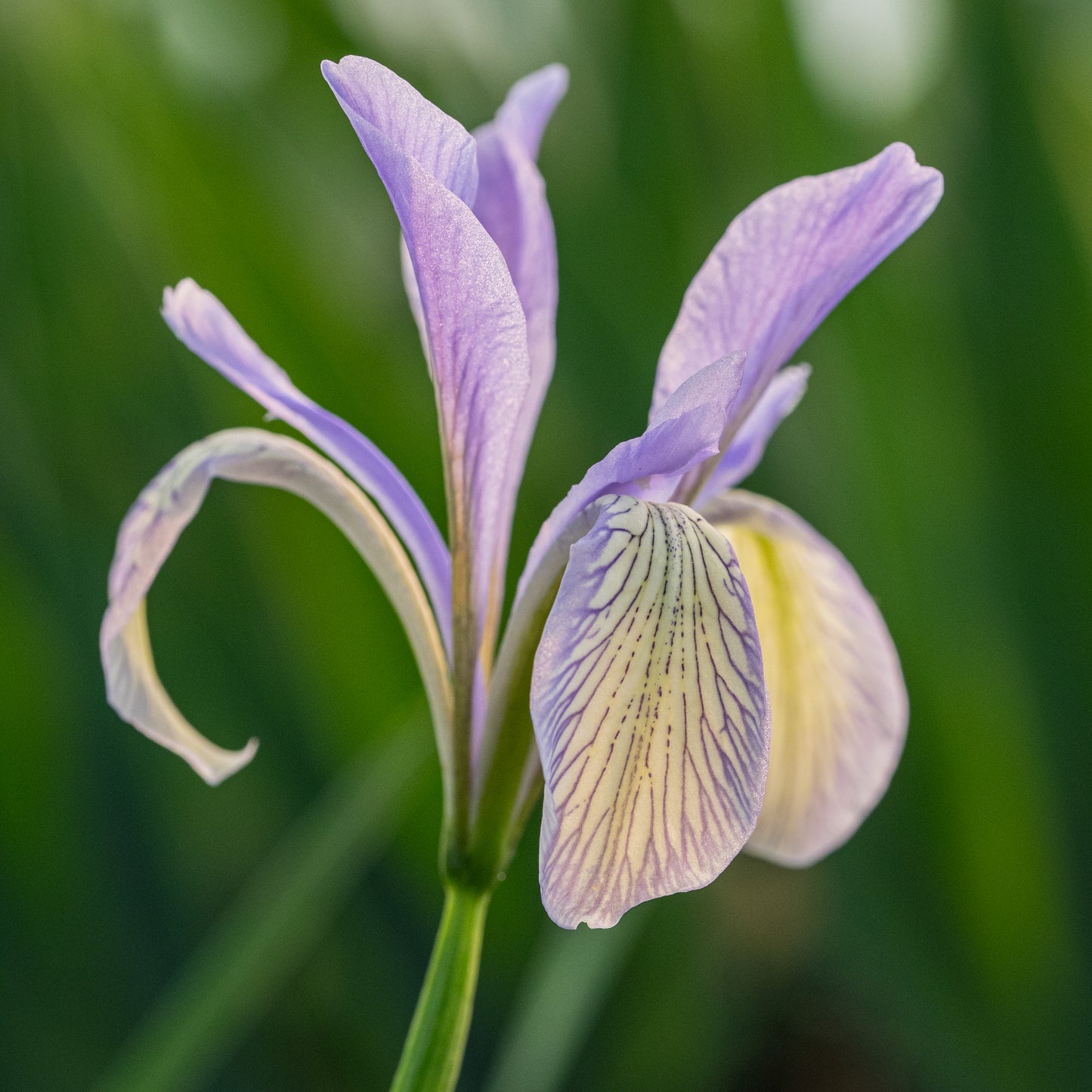 Iris lactea