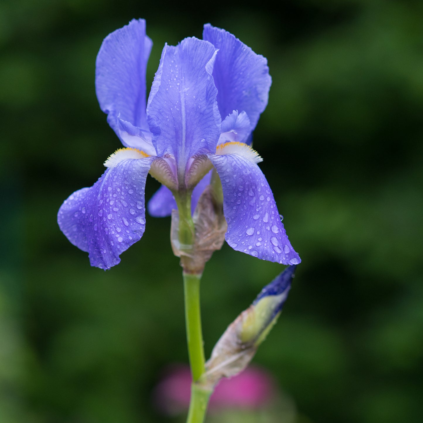 Iris pallida subsp. pallida