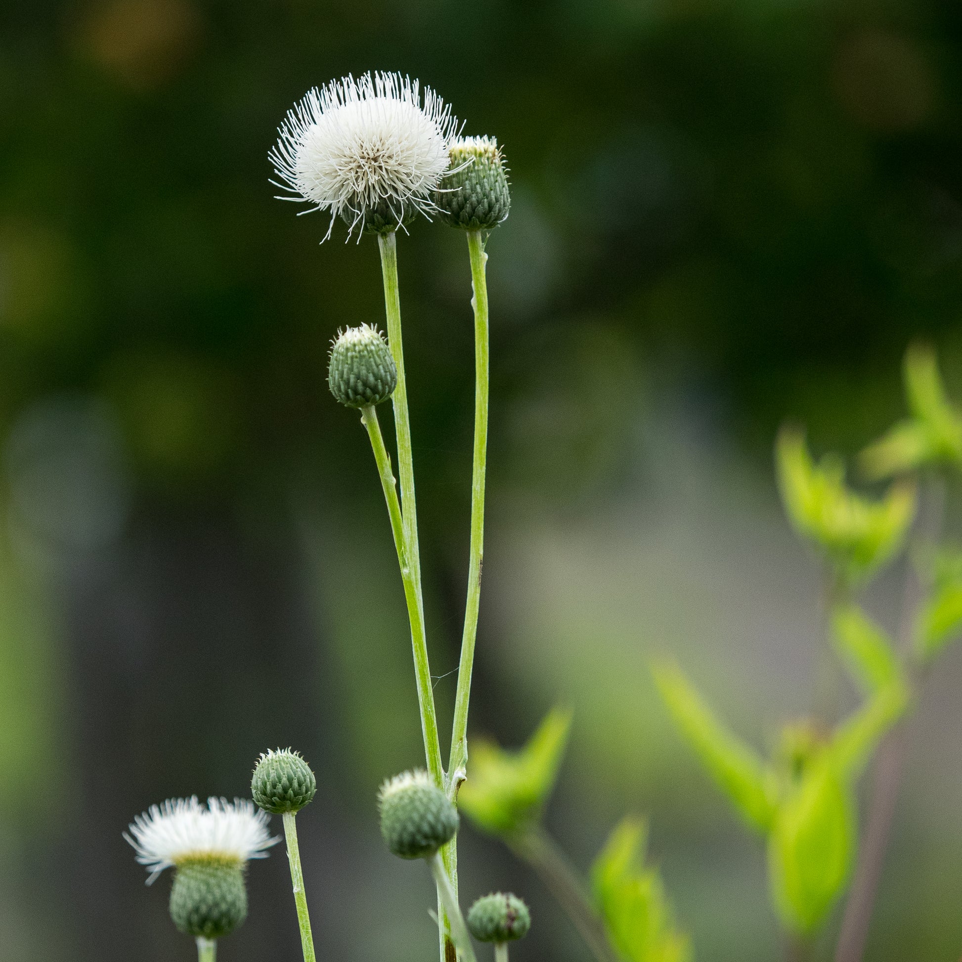 Klasea bulgarica - Hardy's Cottage Garden Plants