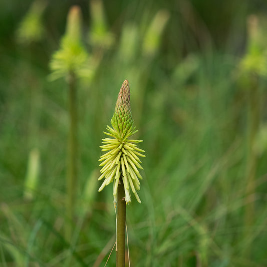 Kniphofia 'Green Jade'
