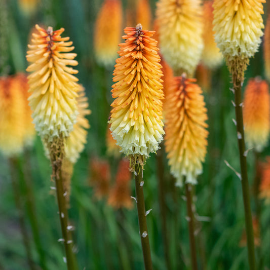 Kniphofia 'Tawny King'
