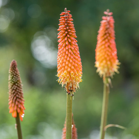 Kniphofia 'Alcazar' red-hot poker with fiery reddish-orange and yellow flower spikes