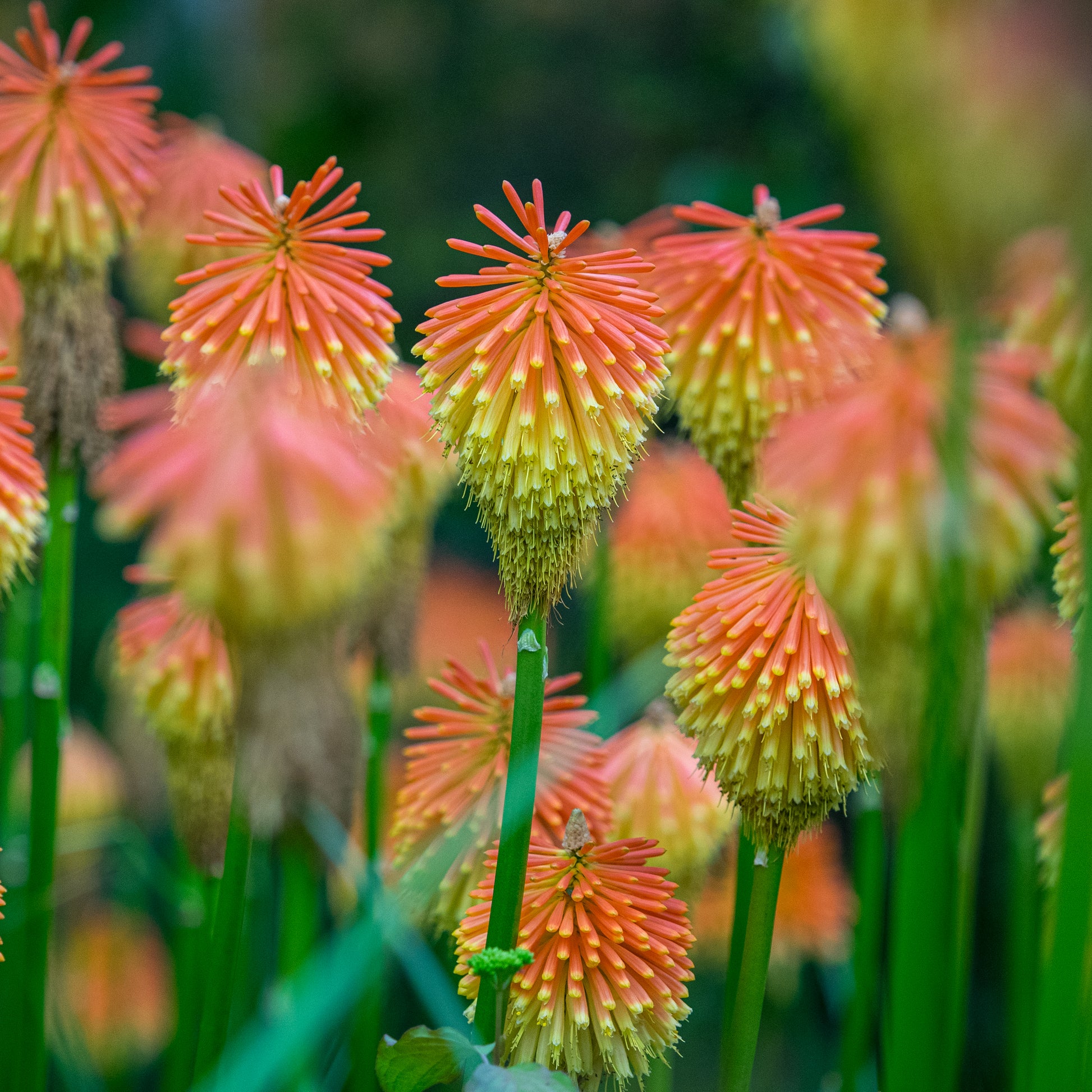 Kniphofia rooperi - Hardy's Cottage Garden Plants