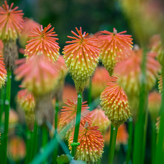 Kniphofia rooperi