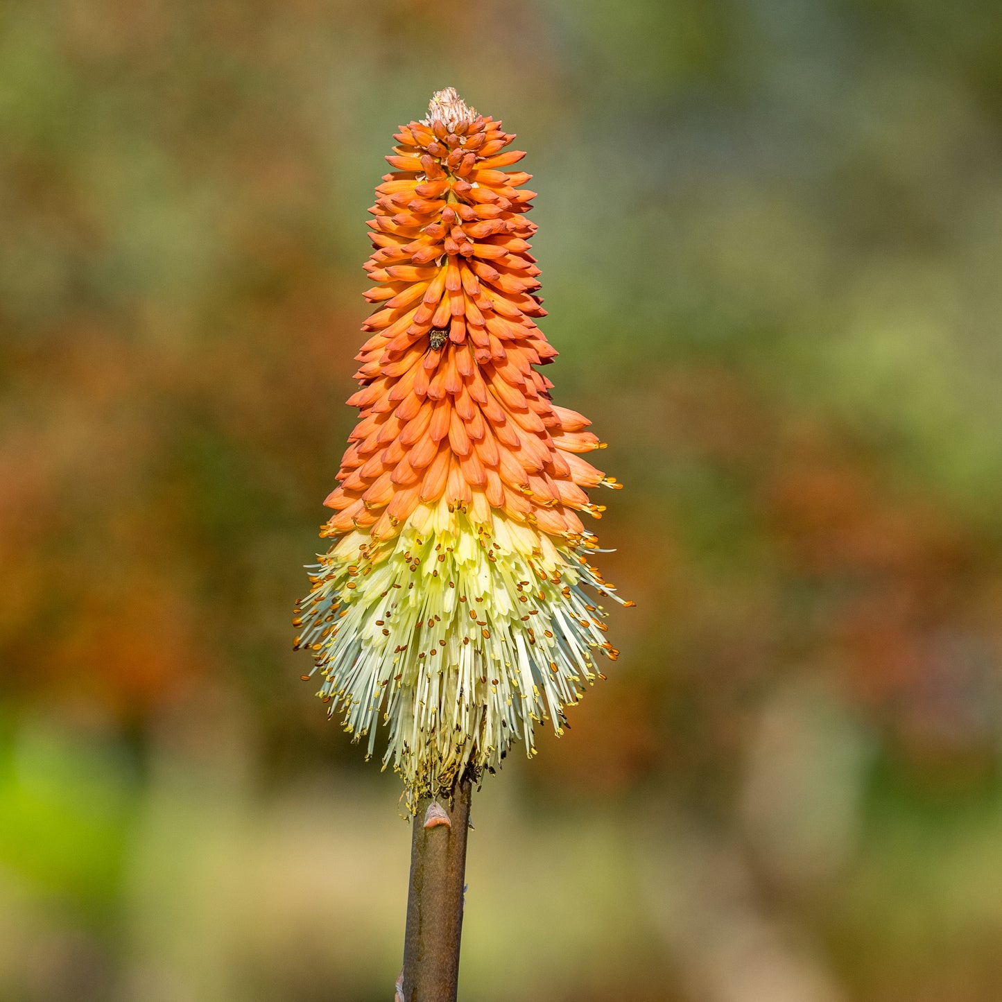 Kniphofia caulescens