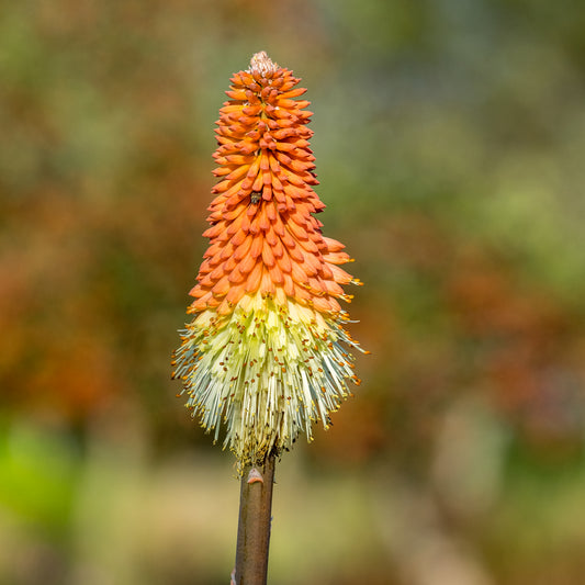Kniphofia caulescens