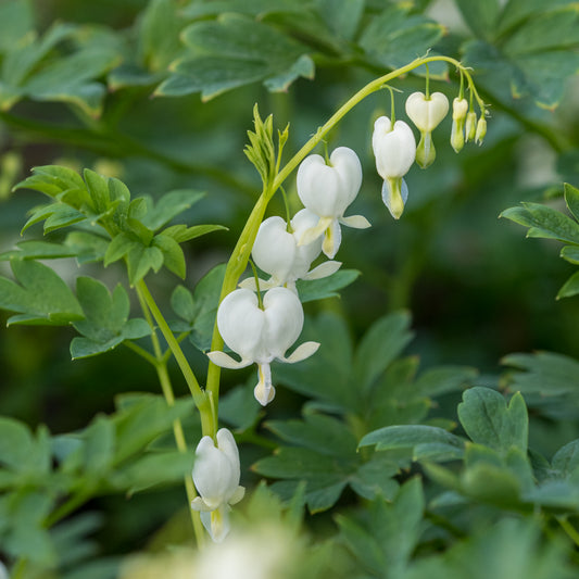 Lamprocapnos spectabilis 'Alba'