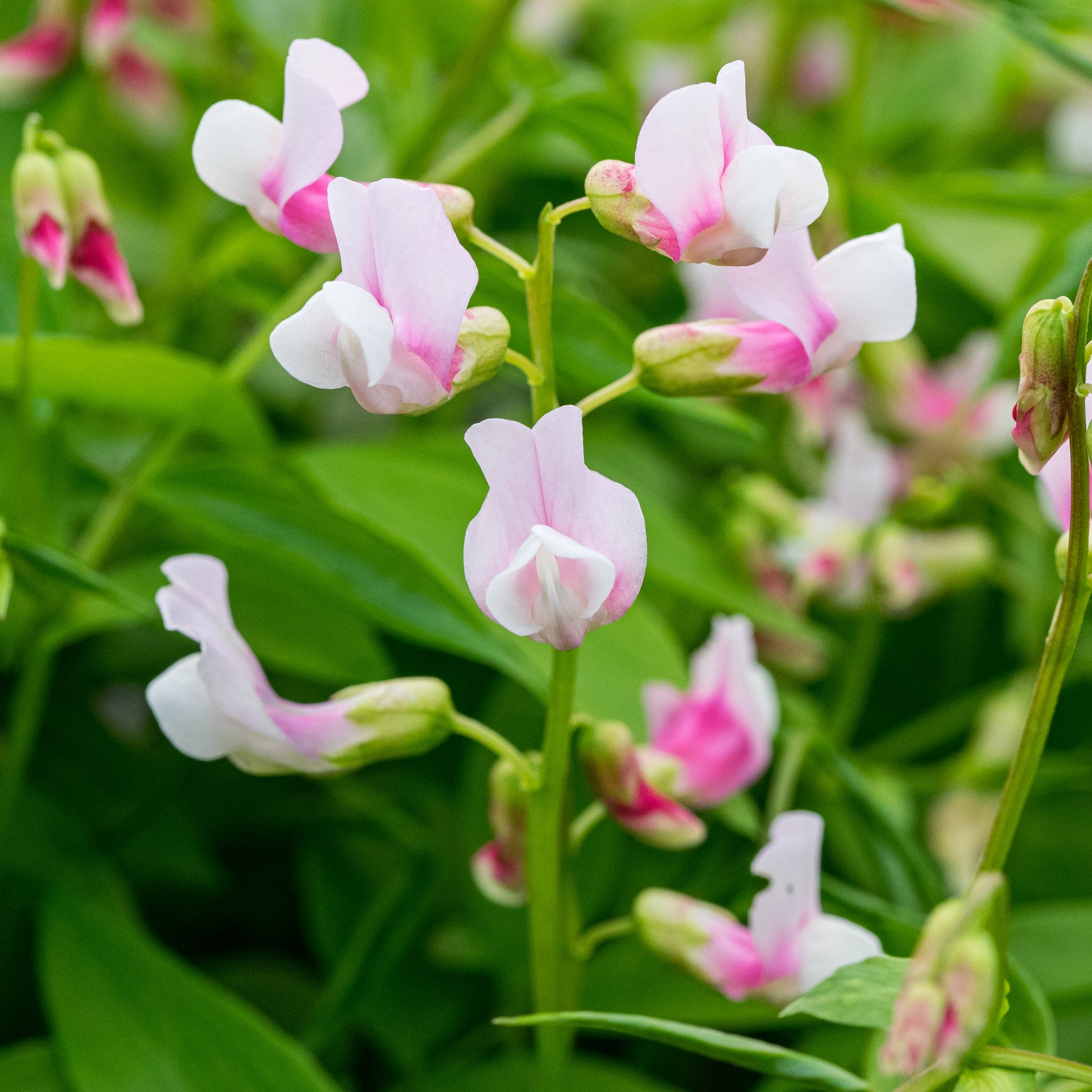 Lathyrus vernus 'Alboroseus' - Hardy's Cottage Garden Plants