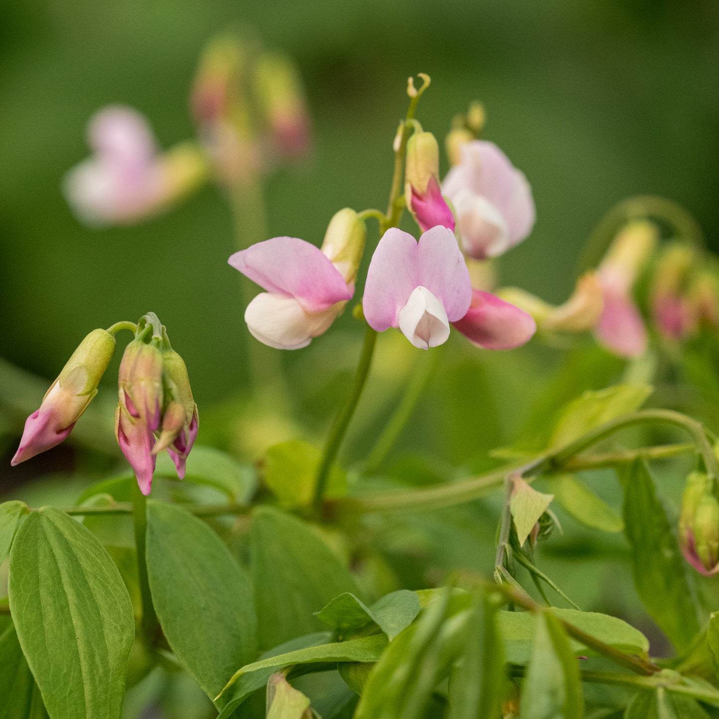 Lathyrus vernus 'Pendulus'