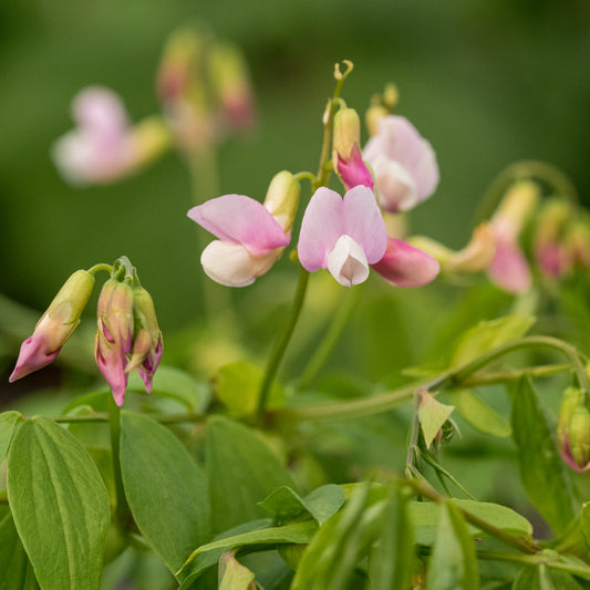 Lathyrus vernus 'Pendulus'