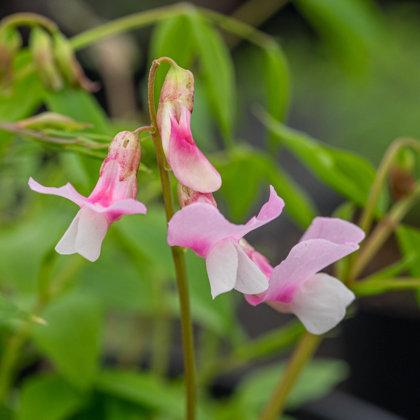 Lathyrus vernus 'Rosenelfe' - Hardy's Cottage Garden Plants