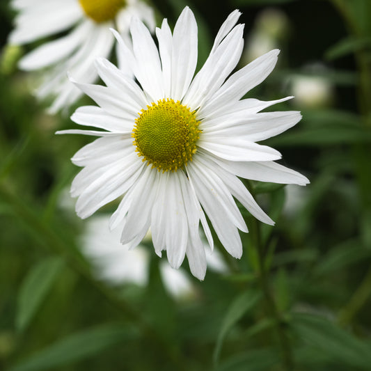 Leucanthemella serotina