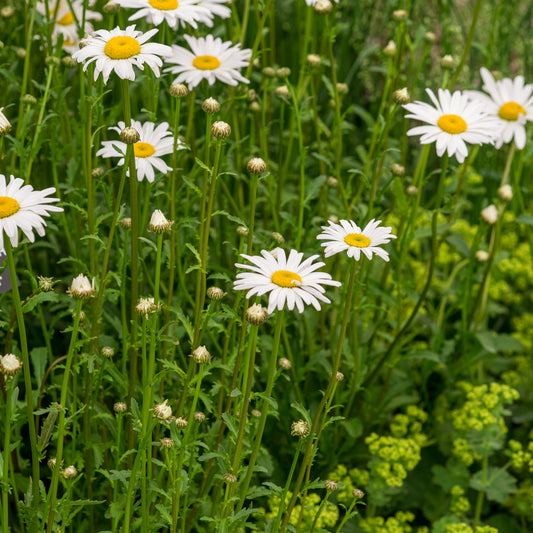 Leucanthemum vulgare 'Maikonigin'