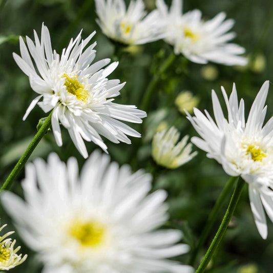Leucanthemum x superbum 'Christine Hagemann'