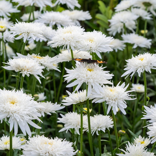 Leucanthemum x superbum 'Eisstern'