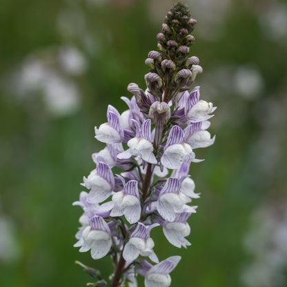 Linaria dominii 'Carnforth' - Hardy's Cottage Garden Plants