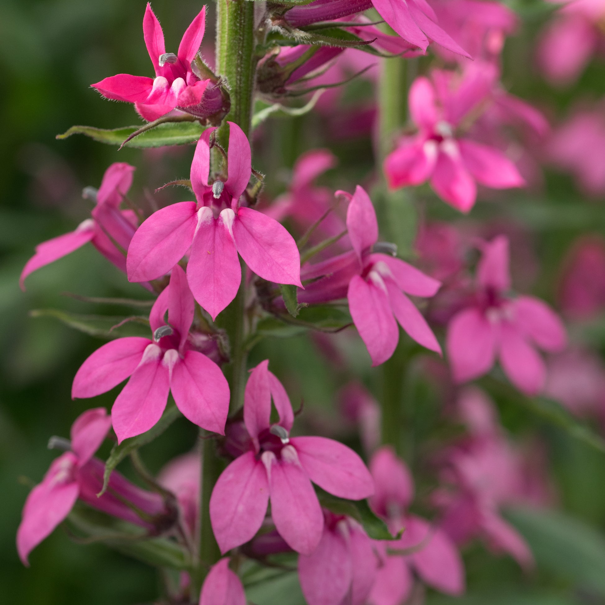 Lobelia x speciosa 'Pink Elephant' - Hardy's Cottage Garden Plants