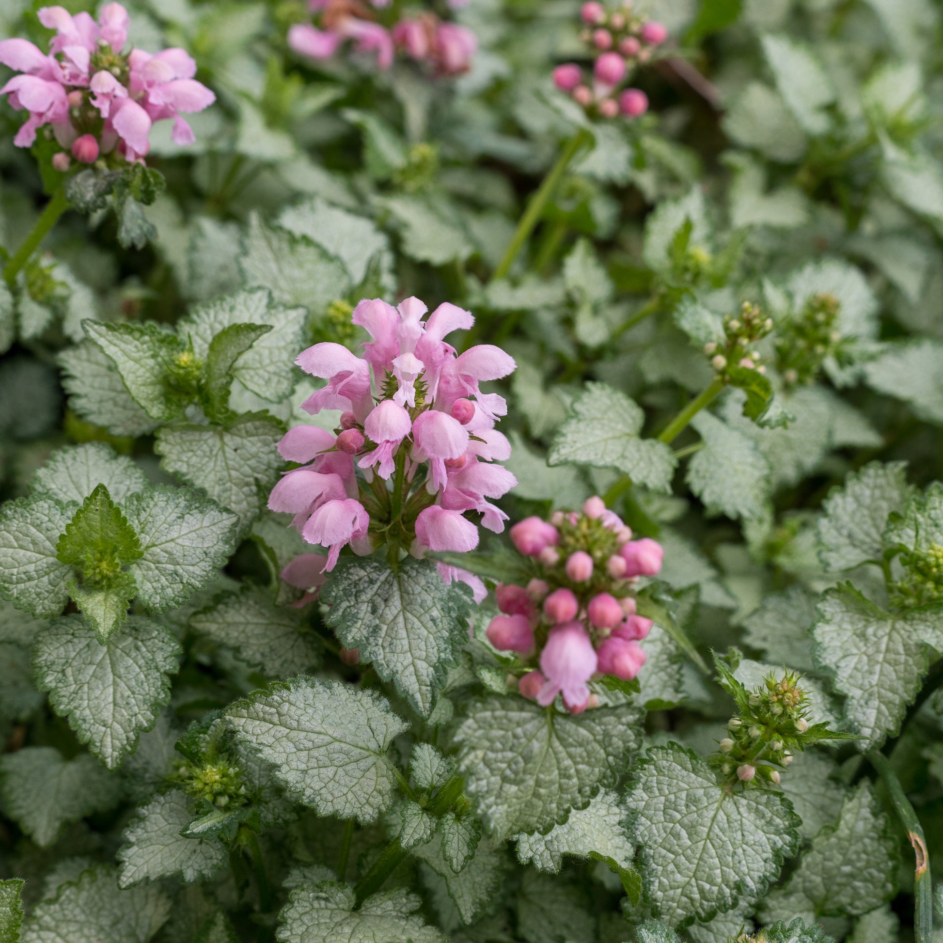 Lamium 'Pink Pewter' - Hardy's Cottage Garden Plants
