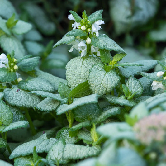 Lamium 'White Nancy' - Hardy's Cottage Garden Plants