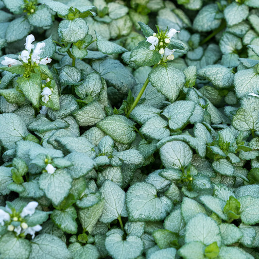 Lamium 'White Nancy' - Hardy's Cottage Garden Plants