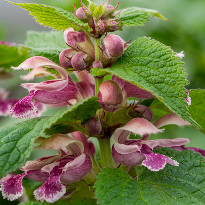Lamium orvala Dwarf Form - Hardy's Cottage Garden Plants