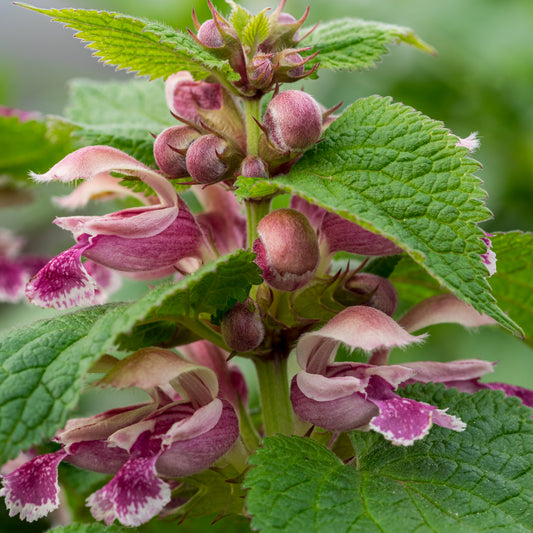 Lamium orvala Dwarf Form - Hardy's Cottage Garden Plants