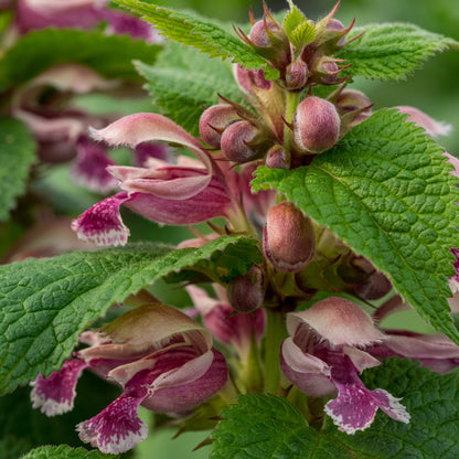 Lamium orvala Dwarf Form - Hardy's Cottage Garden Plants