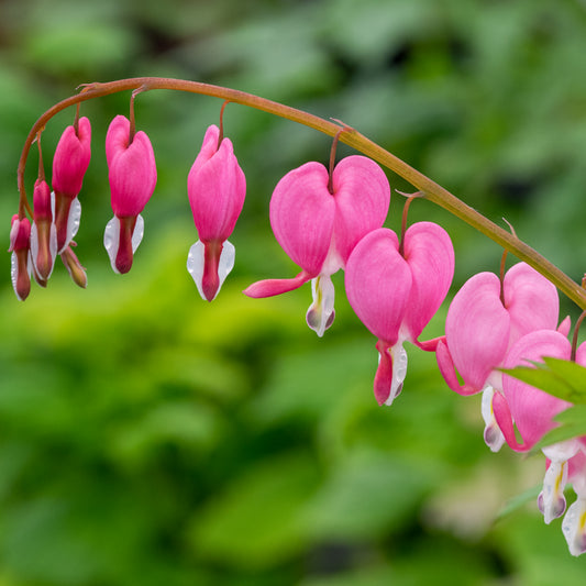 Lamprocapnos spectabilis