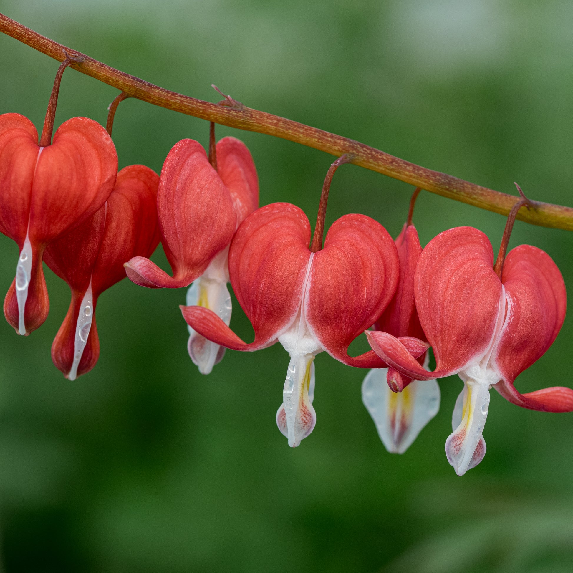 Lamprocapnos spectabilis Valentine ('Hordival'PBR) - Hardy's Cottage Garden Plants