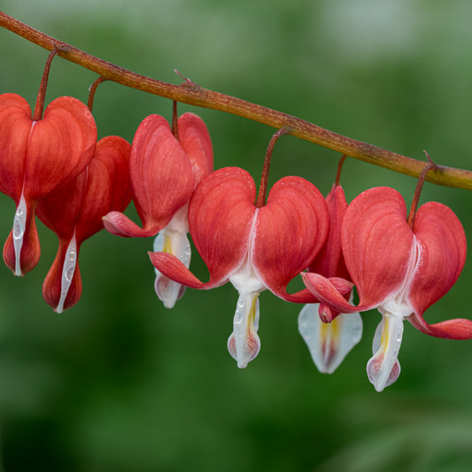 Lamprocapnos spectabilis Valentine ('Hordival'PBR)