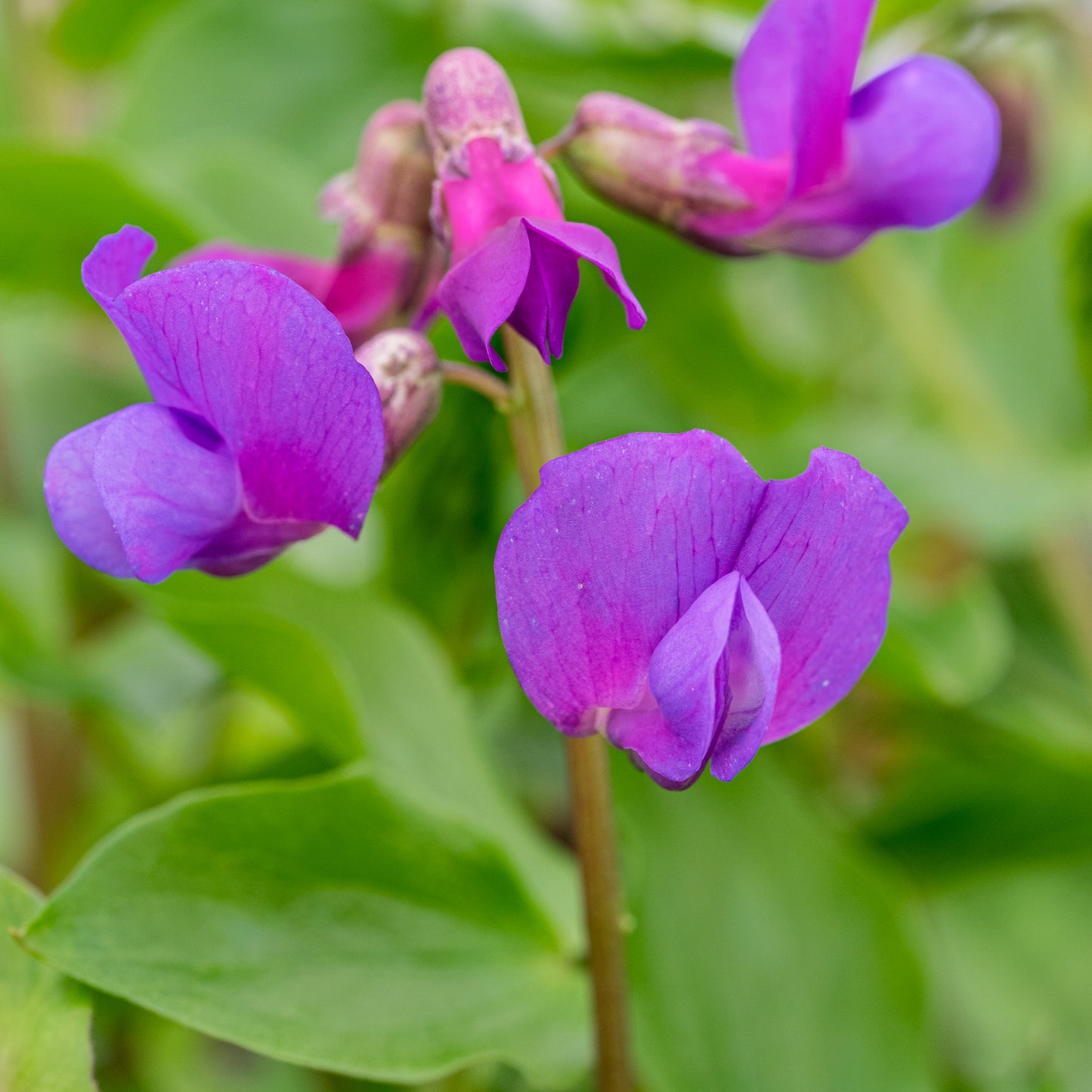 Lathyrus vernus