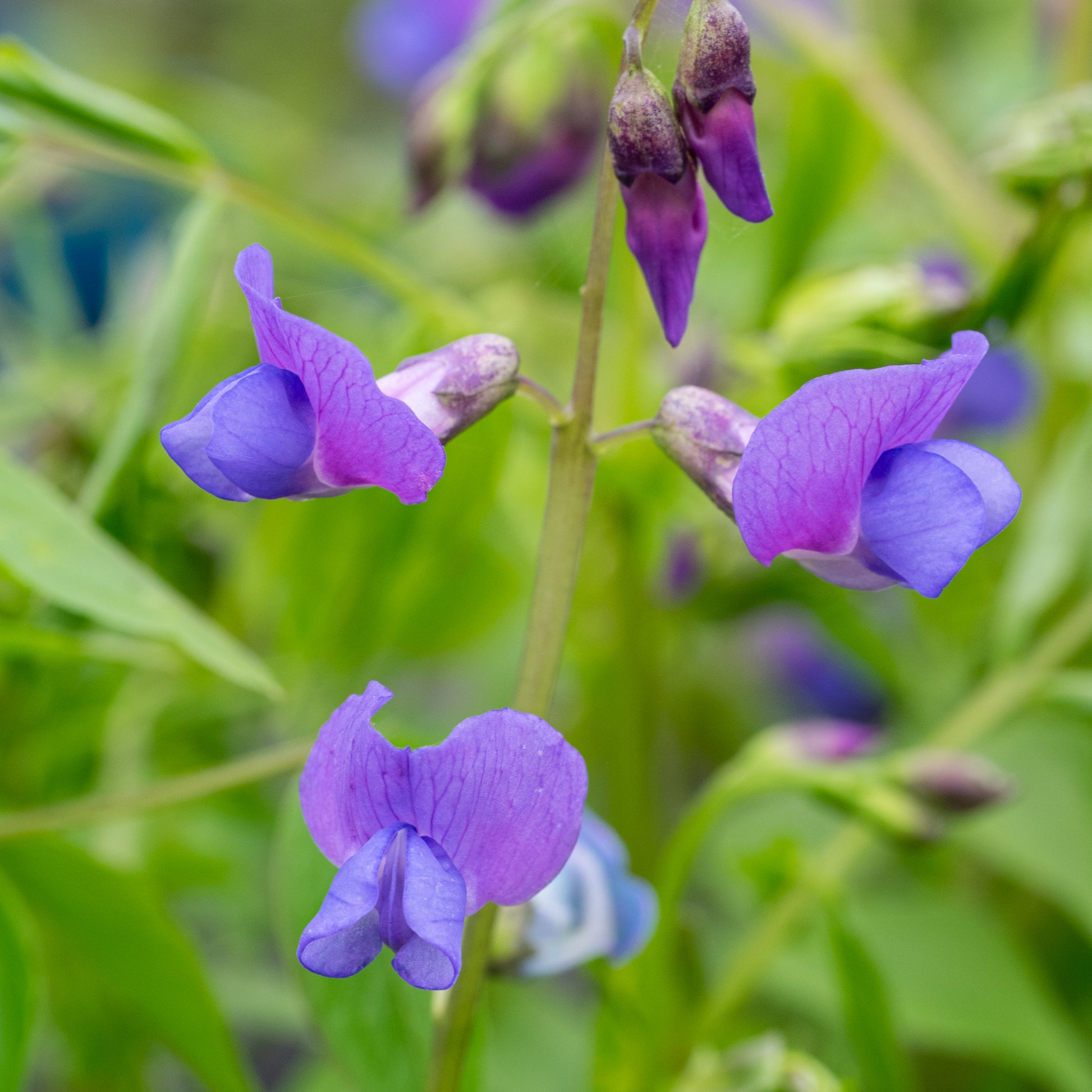 Lathyrus vernus 'Cyaneus' - Hardy's Cottage Garden Plants
