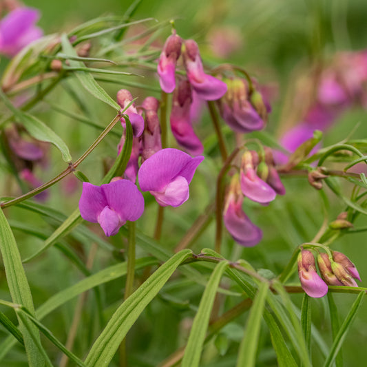 Lathyrus vernus 'Gracilis'