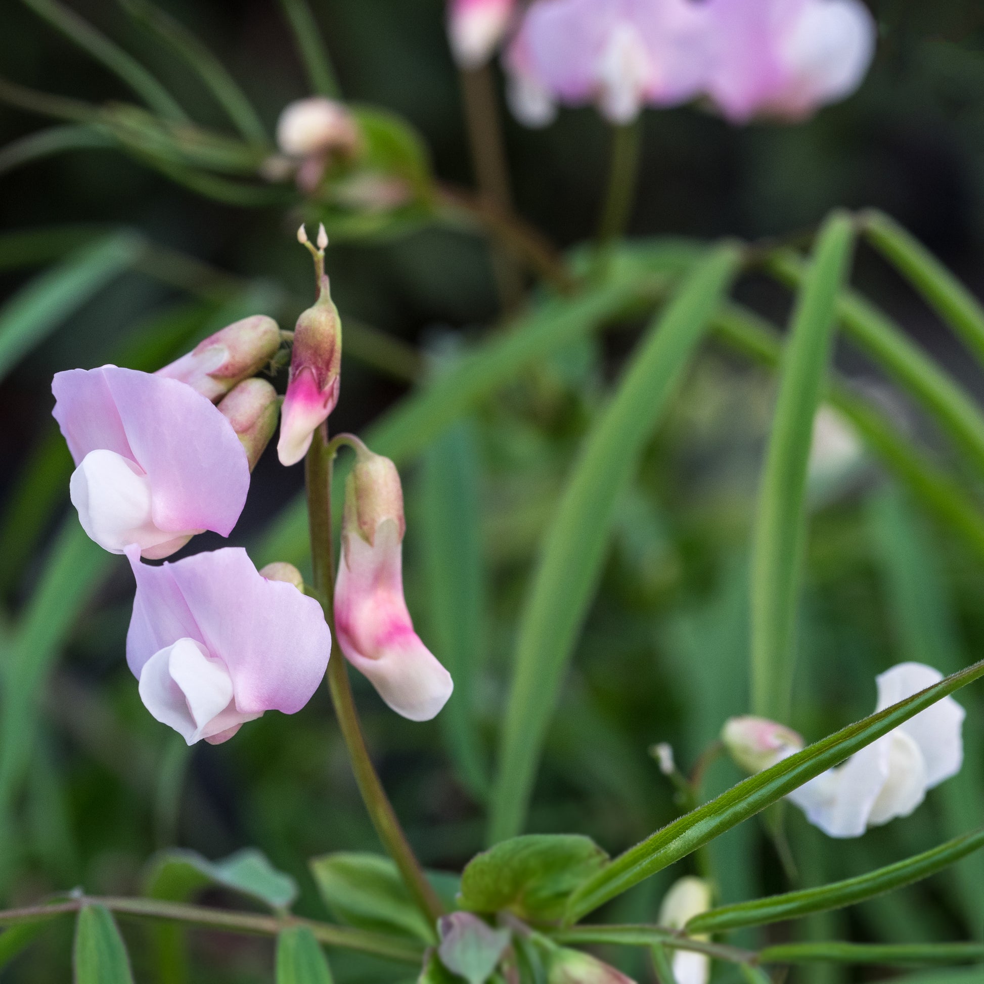 Lathyrus vernus 'Gracilis Alboroseus' - Hardy's Cottage Garden Plants