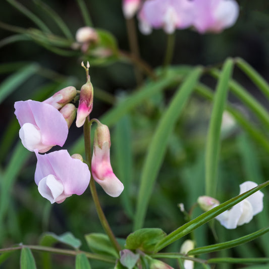 Lathyrus vernus 'Gracilis Alboroseus'