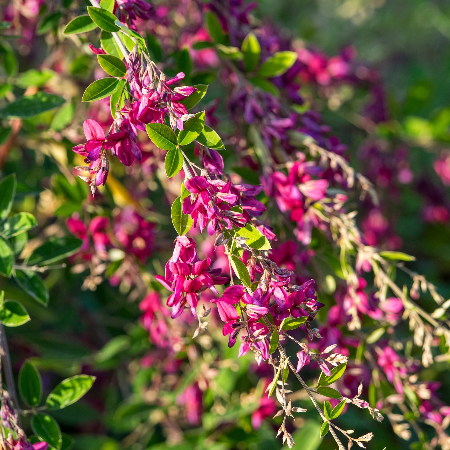 Lespedeza thunbergii - Hardy's Cottage Garden Plants