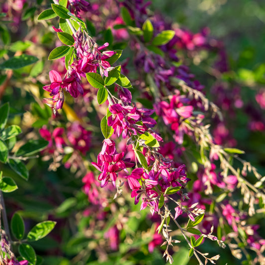 Lespedeza thunbergii