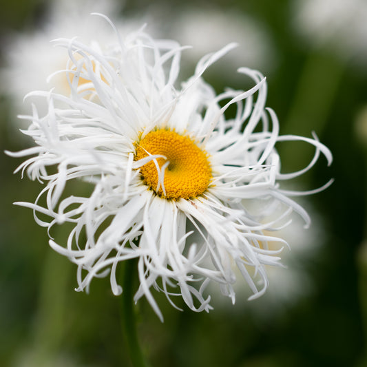 Leucanthemum x superbum 'Beaute Nivelloise'