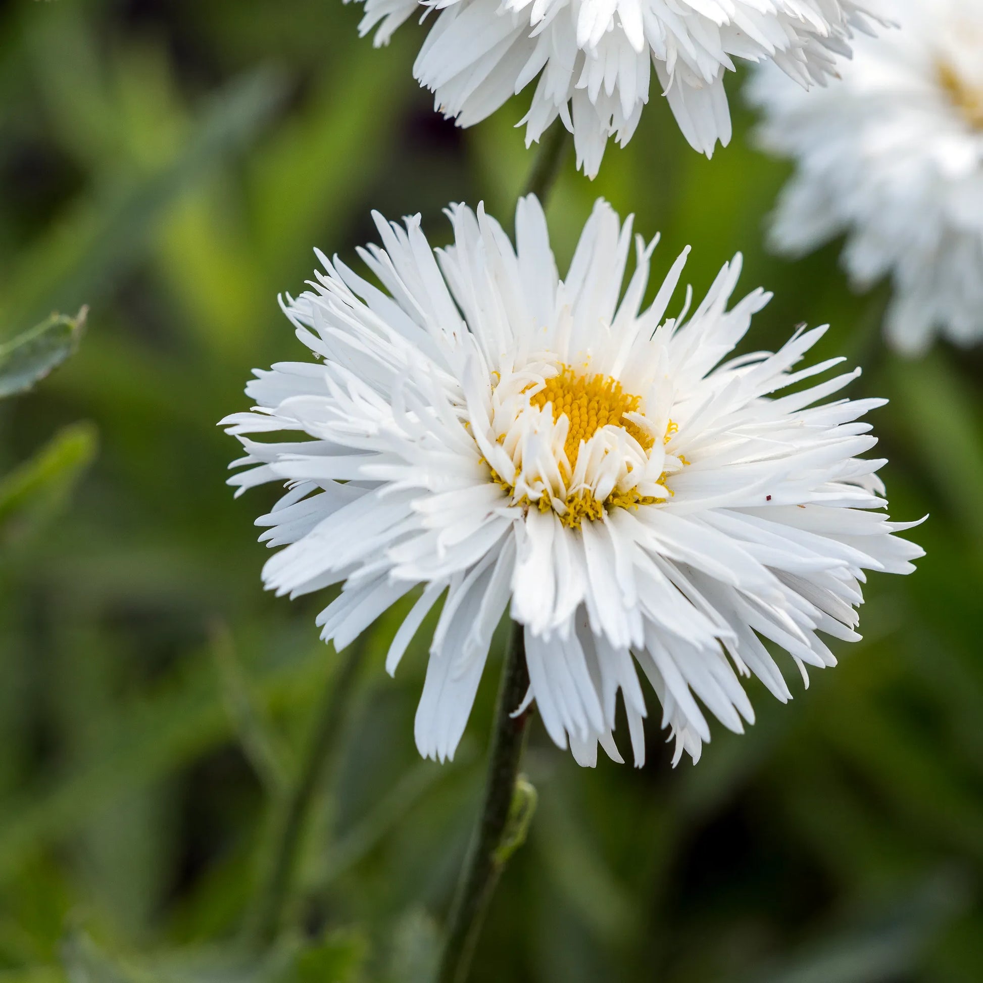 Leucanthemum x superbum Aglaia semi-double white frilled daisy flowers with yellow centres on upright stems