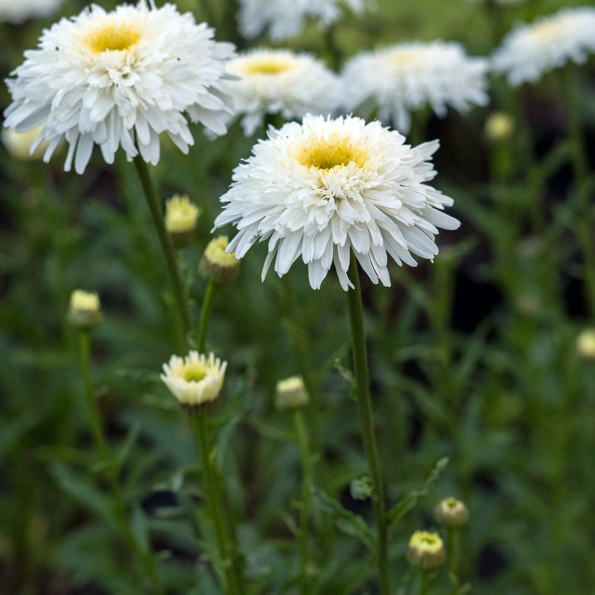Shasta Daisy - Fiona Coghill