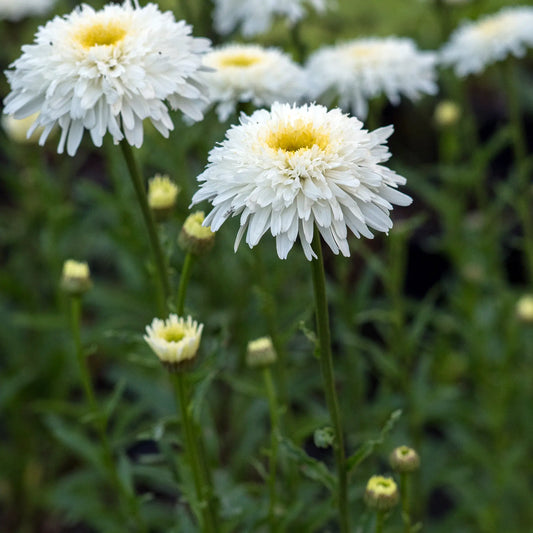 Leucanthemum x superbum Fiona Coghill shaggy creamy-white double flowerheads above dark green glossy foliage