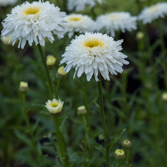 Leucanthemum x superbum Fiona Coghill shaggy creamy-white double flowerheads above dark green glossy foliage