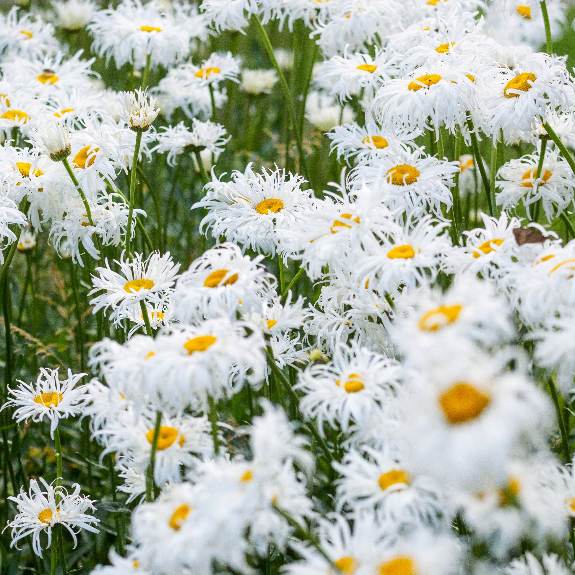 Leucanthemum x superbum 'Phyllis Smith' - Hardy's Cottage Garden Plants
