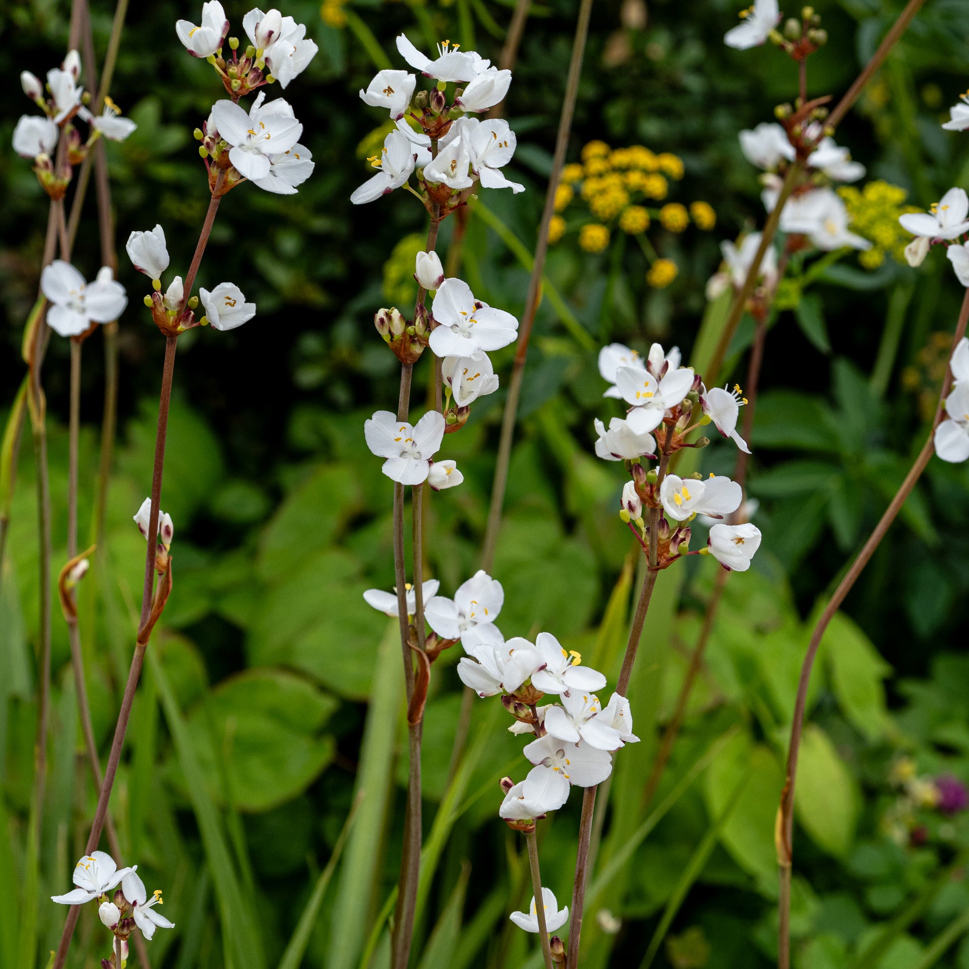 Libertia chilensis - Hardy's Cottage Garden Plants
