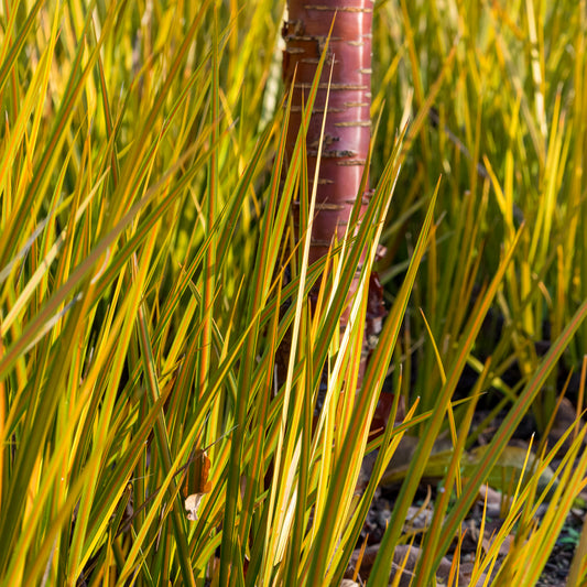 Libertia peregrinans