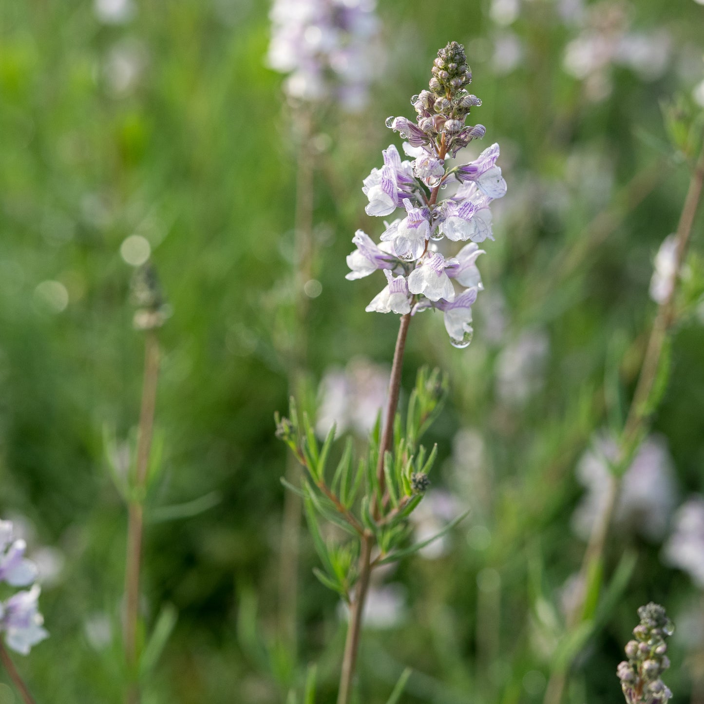 Linaria dominii 'Carnforth' - Hardy's Cottage Garden Plants
