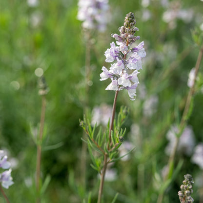Linaria dominii 'Carnforth' - Hardy's Cottage Garden Plants