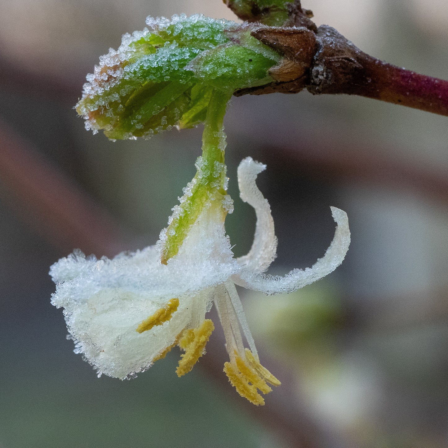 Lonicera x purpusii 'Winter Beauty' - Hardy's Cottage Garden Plants